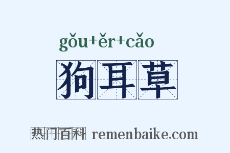 狗耳草是什么意思的图片